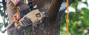 Reliable Dupont, PA Tree Care Solutions