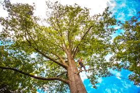 Pest Control for Lawns in Dupont, PA