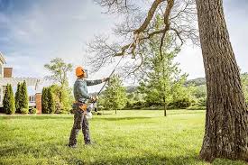 Best Root Management and Removal  in Dupont, PA