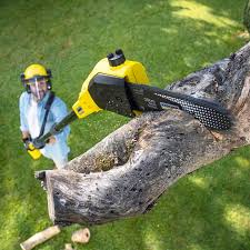 Best Tree Health Inspection  in Dupont, PA