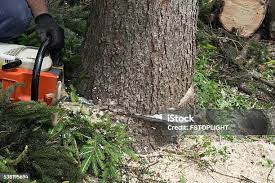 Best Utility Line Clearance  in Dupont, PA
