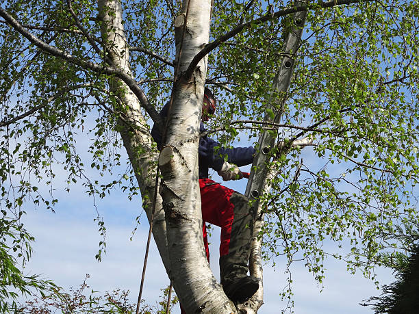 Best Tree Trimming and Pruning  in Dupont, PA
