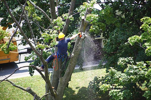 Best Lawn Watering Services  in Dupont, PA