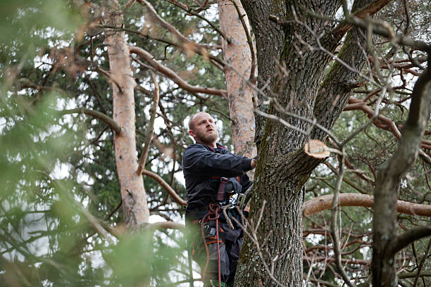 Best Emergency Tree Removal  in Dupont, PA